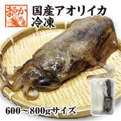 天然アオリイカ　国産　Mサイズ　600/800g冷凍[魚介類]|甲殻類（エビ・イカ・タコ）