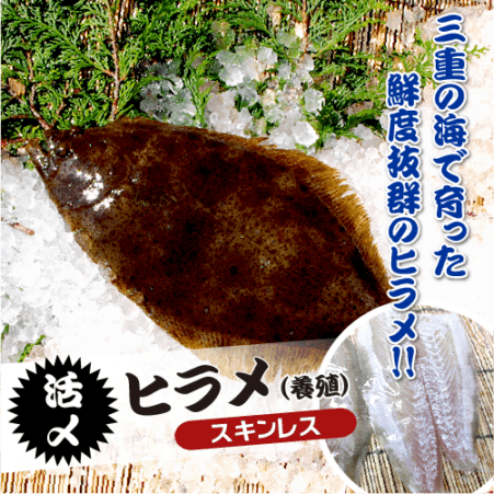 活〆 ひらめ 捌いてお届け！(スキンレス）1尾 [魚介類]