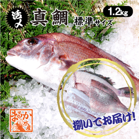 活〆 真鯛 捌いてお届け！ 標準サイズ 1尾 1.2kg　[魚介類]