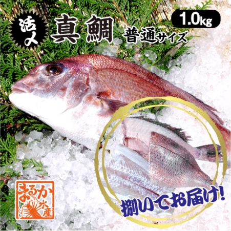 活〆 真鯛 捌いてお届け！  普通サイズ 1尾 1.0kg　[魚介類]