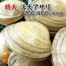 特大 活大アサリ（200～400g）[大アサリ]