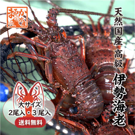 高級 天然 伊勢海老 三重県産 大サイズ ★ [活伊勢海老]|活伊勢海老|伊勢海老