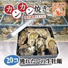 牡蠣のカンカン焼き 「桃こまち」20個入 軍手・ナイフ付[牡蠣]|簡単調理　カンカン焼き