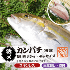 活〆カンパチ １尾 捌いてお届け！ 3.5〜4.0kgサイズ（養殖）[魚介類]|新鮮さが自慢の鮮魚