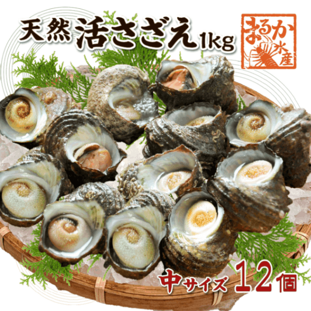 天然活 さざえ 中サイズ 1kg 12個 70～110g [さざえ]