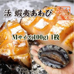 活 蝦夷あわび 100g Mサイズ [あわび]（入数:1枚）|蝦夷あわび|あわび
