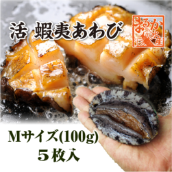 活 蝦夷あわび 100g Mサイズ [あわび]（入数:5枚 ★）|蝦夷あわび|あわび