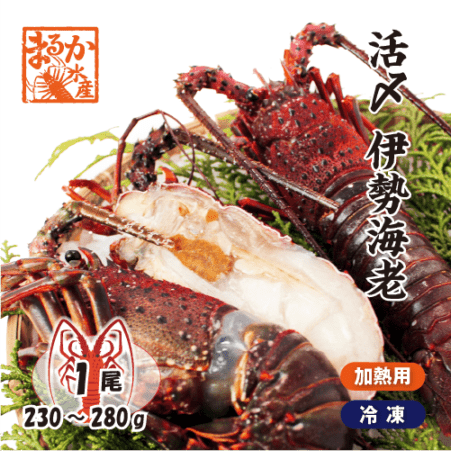 活〆伊勢海老（冷凍加熱用）標準サイズ 230～280g [冷凍伊勢海老]（入数：1尾）