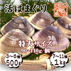活はまぐり 特大サイズ 90〜140g 国産 [はまぐり]|はまぐり|貝類