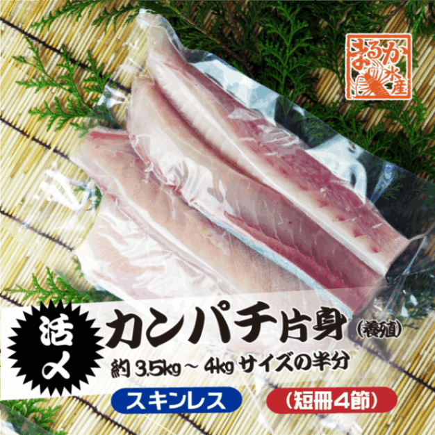 活〆カンパチ 片身 捌いてお届け！ スキンレス 短冊4節 3.5～4.0kgサイズの半分（養殖）[魚介類]