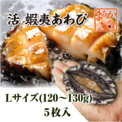 活 蝦夷あわび 120～130g Lサイズ[あわび]（入数:5枚 ★）
