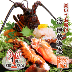 捌いて発送 国産天然 伊勢海老 大きめサイズ 1尾 330〜380g [伊勢海老]|捌いてお届け|伊勢海老