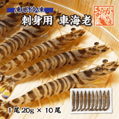 刺身用車海老 凍眠冷凍 20g [冷凍車海老]（入数：10尾 200g）|甲殻類（エビ・イカ・タコ）