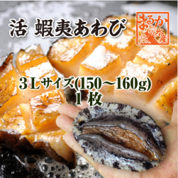 活 蝦夷あわび 150～160g 3Lサイズ[あわび]（入数:1枚）