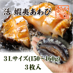 活 蝦夷あわび 150～160g 3Lサイズ[あわび]（入数:3枚 ★）