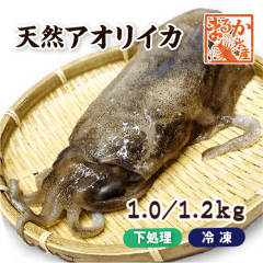 天然アオリイカ　国産　LLサイズ 1.0/1.2kg 冷凍[魚介類]|甲殻類（エビ・イカ・タコ・カニ）
