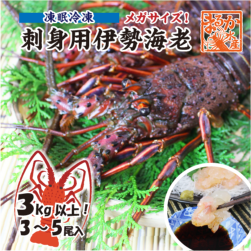 刺身用伊勢海老 凍眠冷凍 メガサイズ 3〜5尾入 3kg以上 ★ [活伊勢海老]|刺身用凍眠冷凍|伊勢海老
