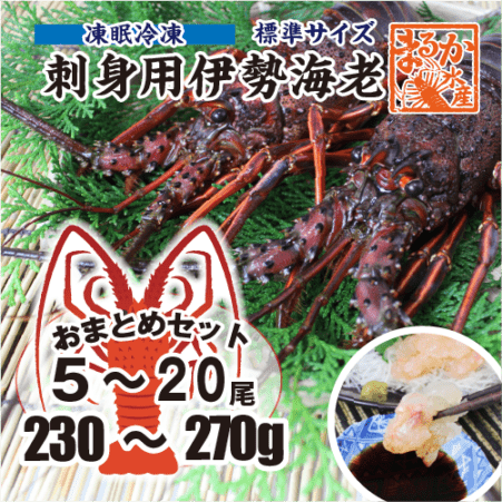 刺身用伊勢海老 凍眠冷凍 標準サイズ 1尾 230〜270g [刺身用伊勢海老]|刺身用凍眠冷凍|伊勢海老