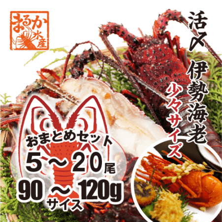 活〆伊勢海老（冷凍加熱用）少々サイズ 90～120g [冷凍伊勢海老]