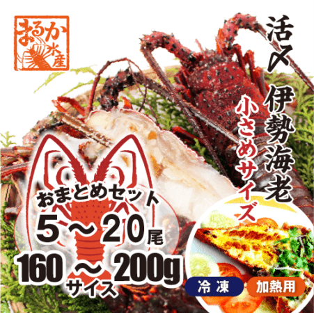 活〆伊勢海老（冷凍加熱用）小さめサイズ 160～200g [冷凍伊勢海老]