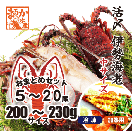 活〆伊勢海老（冷凍加熱用）中サイズ 200～230g [冷凍伊勢海老]