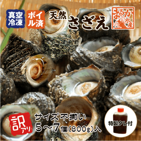 冷凍 天然さざえ ボイル済 訳あり（サイズ不揃い）90～180g/5～7個 特製たれ付 [ボイルサザエ]