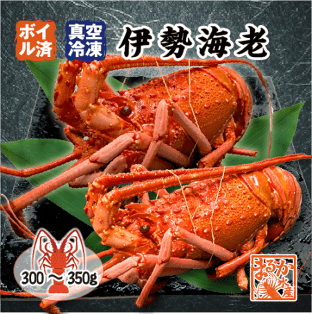 ボイル 伊勢海老（冷凍）ちょっと訳あり 300～350g[冷凍伊勢海老]