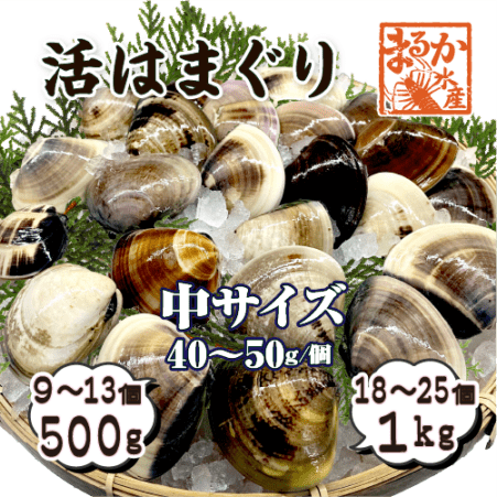 活はまぐり 中サイズ 40～60g 国産 [はまぐり]