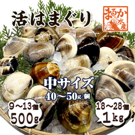 活はまぐり 中サイズ 40～50g 国産 [はまぐり]