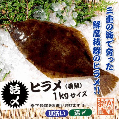 活〆 ひらめ（養殖）1尾 [魚介類]（サイズ：1kg）