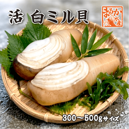貝類,その他の貝 | まるか水産公式オンラインショップ