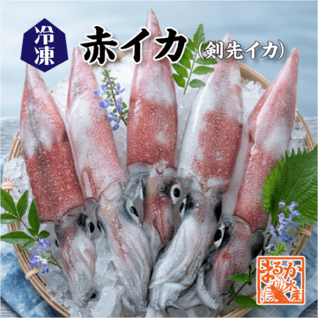 □冷凍 国産 赤イカ（剣先イカ）[冷凍烏賊]