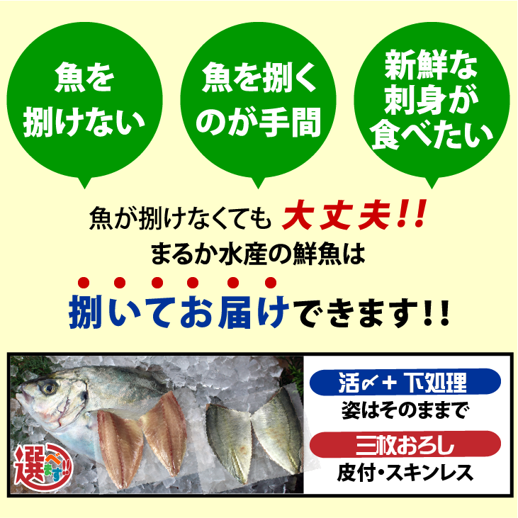 活〆シマアジ １尾 約1.2kg 捌いてお届けできます[シマアジ]