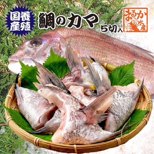 冷凍 鯛のカマ（国産養殖）5切入 [魚介類]