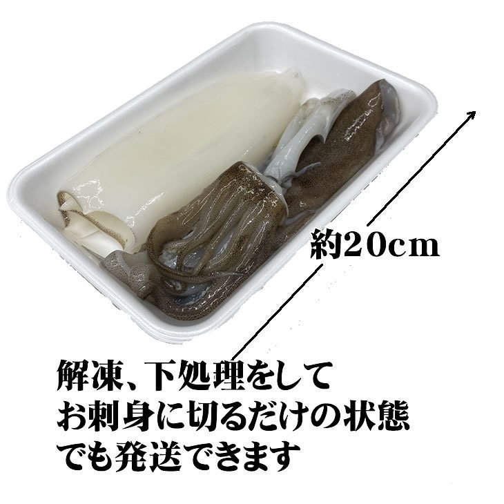 天然アオリイカ 国産 Mサイズ 600/800g冷凍[魚介類] | 甲殻類（エビ