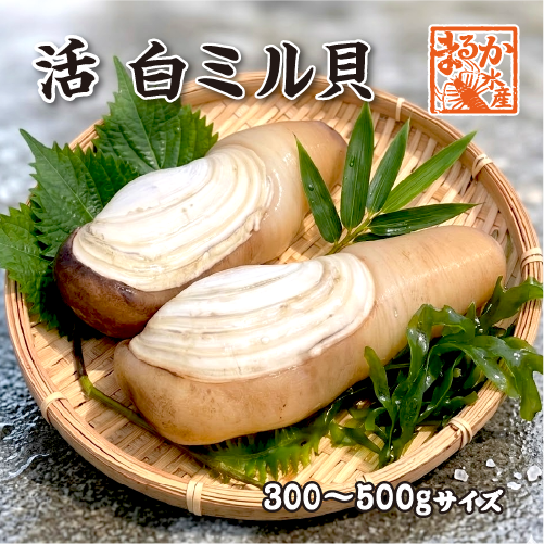 活 白ミル貝（ナミガイ/波貝）［活貝］（入数：1個300～500g）