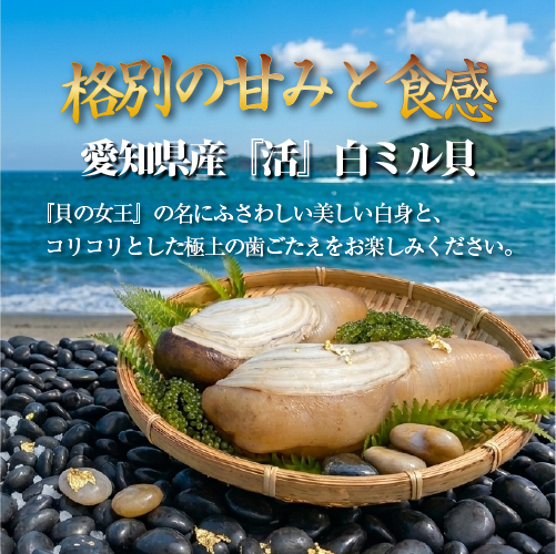 活 白ミル貝（ナミガイ/波貝）［活貝］（入数：1個300～500g）