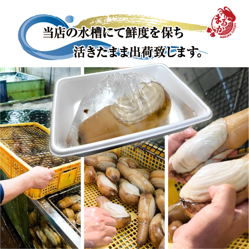 活 白ミル貝（ナミガイ/波貝）［活貝］（入数：1個300～500g）