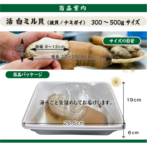 活 白ミル貝（ナミガイ/波貝）［活貝］（入数：1個300～500g）