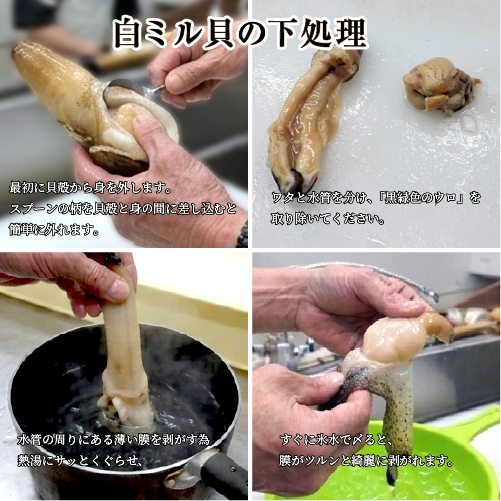 活 白ミル貝（ナミガイ/波貝）［活貝］（入数：1個300～500g）