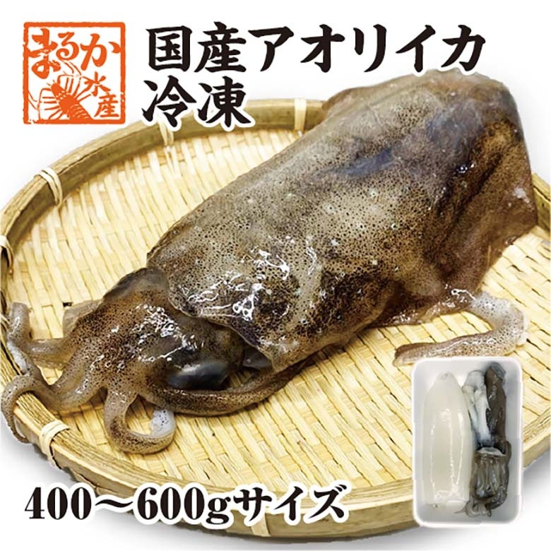 天然アオリイカ