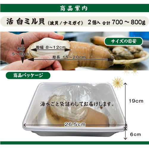 活 白ミル貝（ナミガイ/波貝）［活貝］（入数：2個 合計 700～800g）