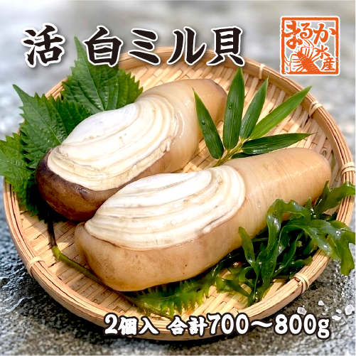 活 白ミル貝（ナミガイ/波貝）［活貝］（入数：2個 合計 700～800g）