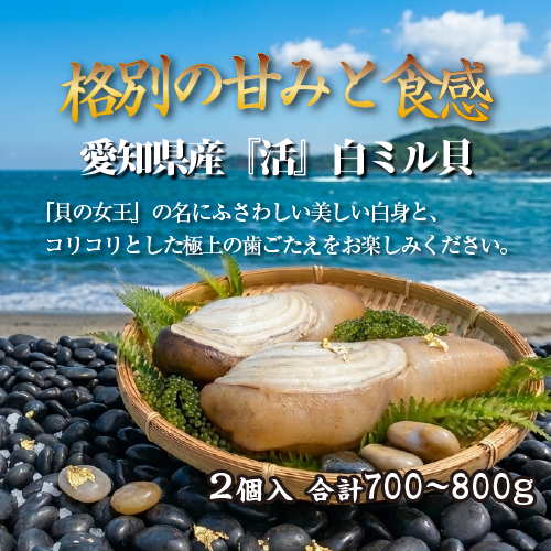活 白ミル貝（ナミガイ/波貝）［活貝］（入数：2個 合計 700～800g）
