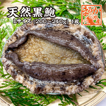 天然黒あわび Lサイズ 200～240g　1枚 [あわび]