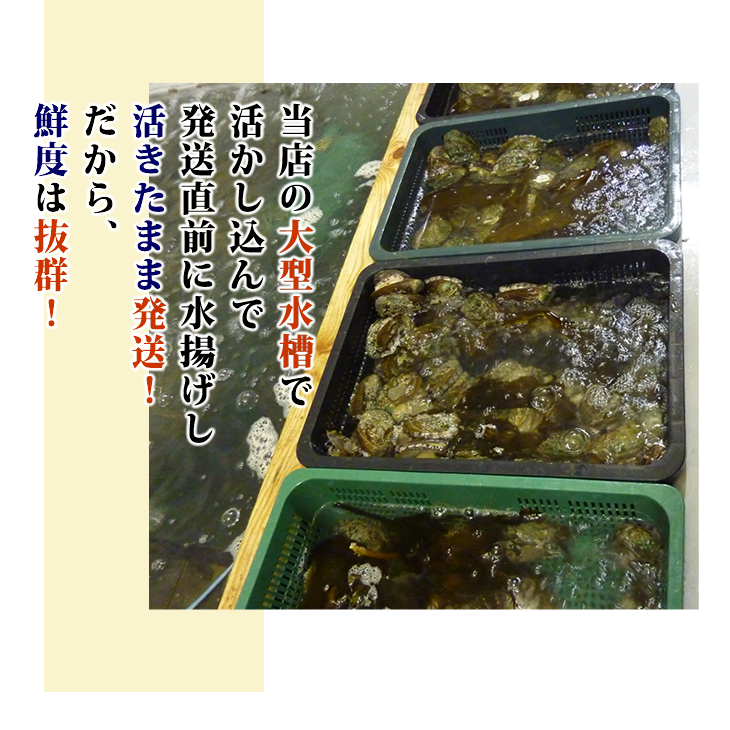 天然黒あわび Lサイズ 200～240g　1枚 [あわび]