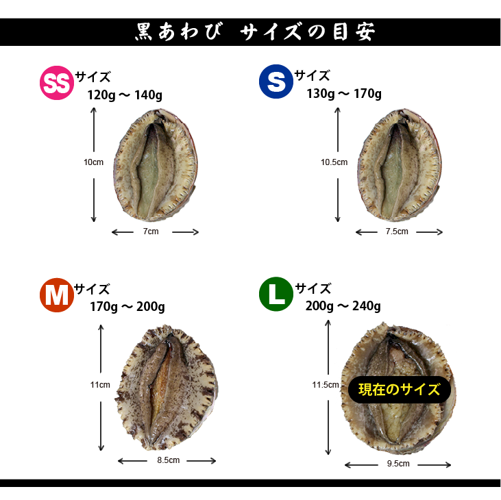 天然黒あわび Lサイズ 200～240g　1枚 [あわび]