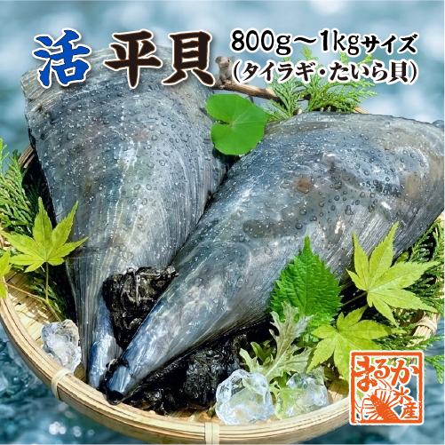 活 タイラギ（平貝/たいら貝）800g～1kgサイズ［活貝］