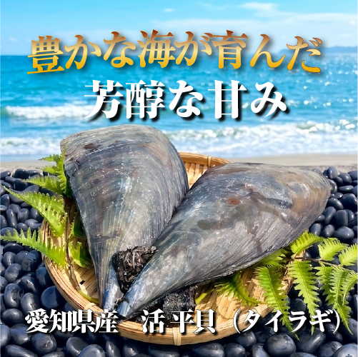 活 タイラギ（平貝/たいら貝）800g～1kgサイズ［活貝］