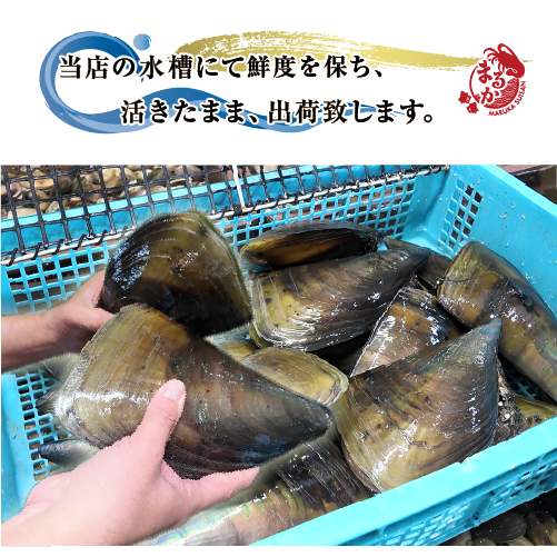 活 タイラギ（平貝/たいら貝）800g～1kgサイズ［活貝］